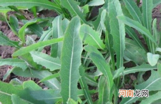 100种野菜图片大全名字 农村能吃100种野菜图片大全及名称