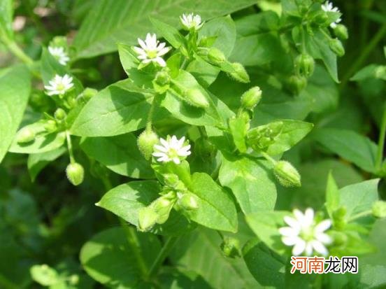 100种野菜图片大全名字 农村能吃100种野菜图片大全及名称