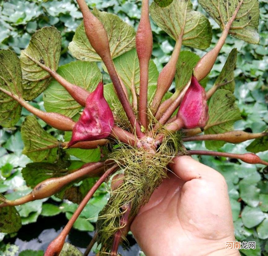 100种野菜图片大全名字 农村能吃100种野菜图片大全及名称