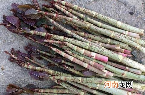 100种野菜图片大全名字 农村能吃100种野菜图片大全及名称