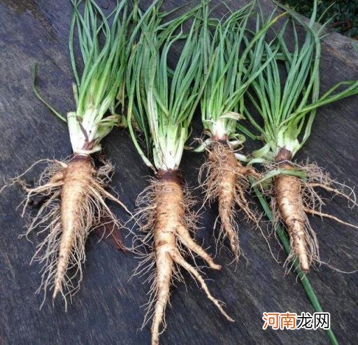 100种野菜图片大全名字 农村能吃100种野菜图片大全及名称