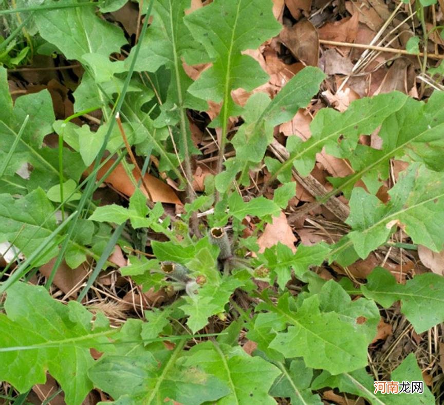 100种野菜图片大全名字 农村能吃100种野菜图片大全及名称