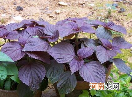 100种野菜图片大全名字 农村能吃100种野菜图片大全及名称