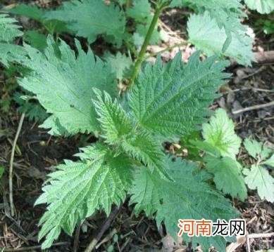 100种野菜图片大全名字 农村能吃100种野菜图片大全及名称