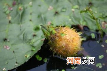 100种野菜图片大全名字 农村能吃100种野菜图片大全及名称