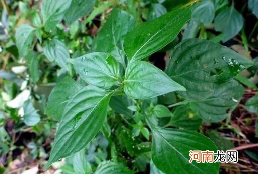 100种野菜图片大全名字 农村能吃100种野菜图片大全及名称