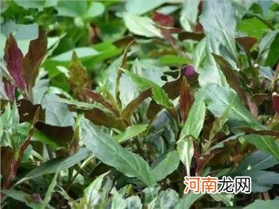 100种野菜图片大全名字 农村能吃100种野菜图片大全及名称