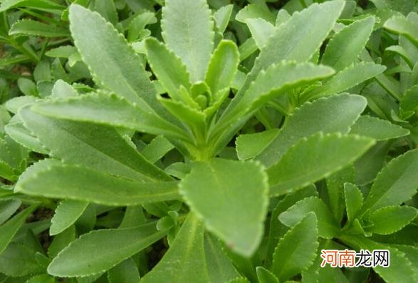 100种野菜图片大全名字 农村能吃100种野菜图片大全及名称