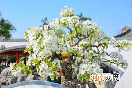 100种野菜图片大全名字 农村能吃100种野菜图片大全及名称