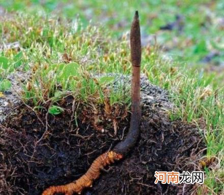 100种野菜图片大全名字 农村能吃100种野菜图片大全及名称