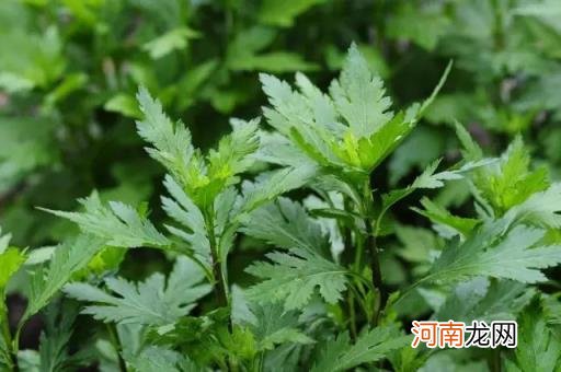 100种野菜图片大全名字 农村能吃100种野菜图片大全及名称