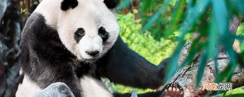 熊猫是几级保护动物