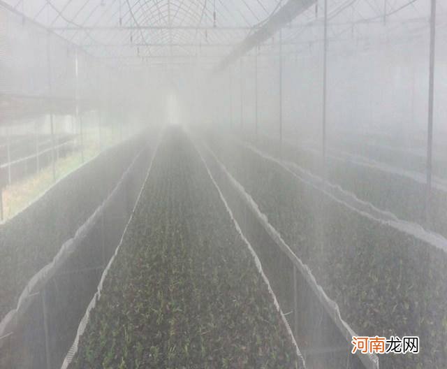庆阳广场造雾设备 庆阳喷雾加湿