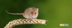 老鼠是杂食性动物吗