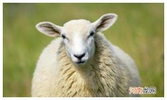 属羊的2013年运势 属羊的2013年运势查询