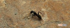 蚂蚁是什么昆虫