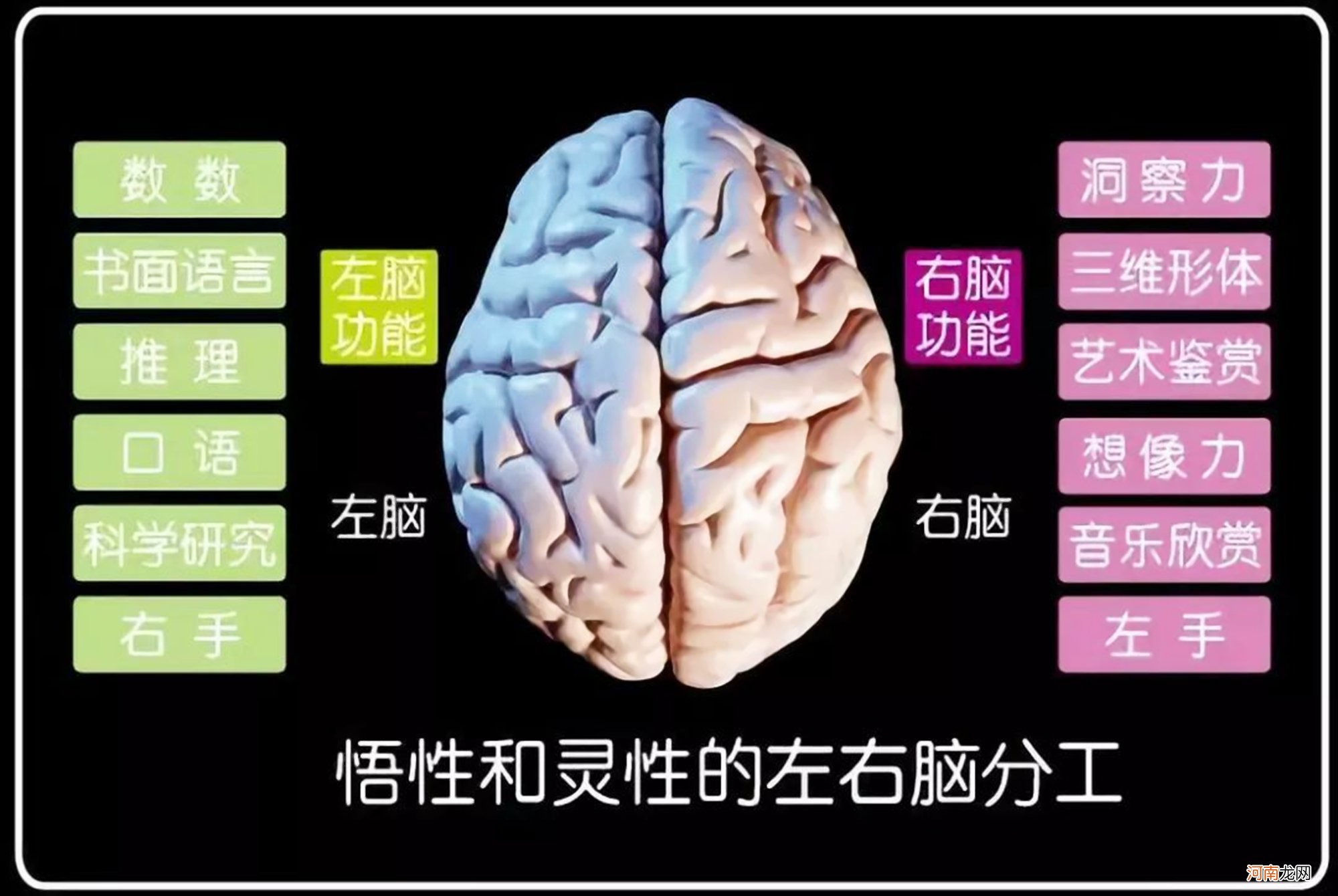 哈佛研究：右脑是儿童大脑发育的重点，但接近80％的家长弄错了