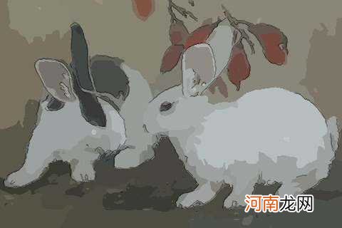 属兔的人2018年运势 属兔的人2018年运势如何