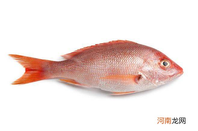 梦见红鱼周公解梦 梦见红鱼是什么预兆