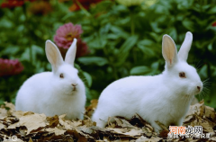 属兔今年每月的运势 属兔每个月份的运势