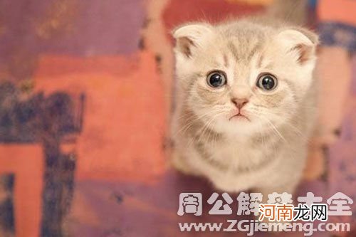 解梦猫 周公解梦梦见猫