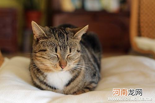 解梦猫 周公解梦梦见猫