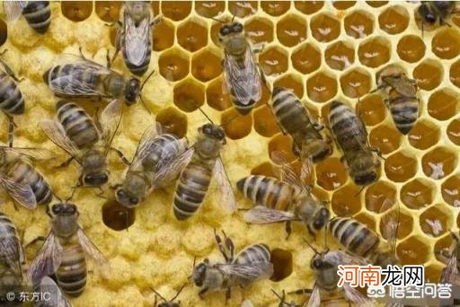 蜜蜂怕什么怎么驱赶 洞里面的蜜蜂怎么驱赶出来？