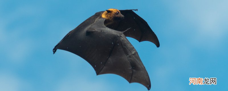 蝙蝠属于什么类