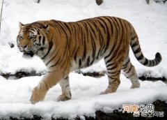 专吃东北虎的巨虎 棕熊真的是老虎的天敌吗？