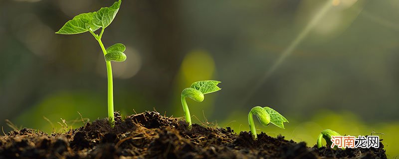 植物和动物的区别