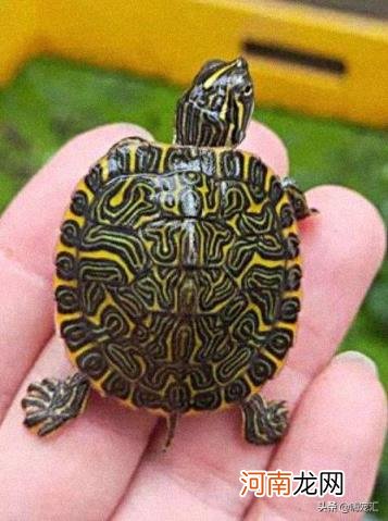 鸳龟 谁知道这是什么龟？怎么养？