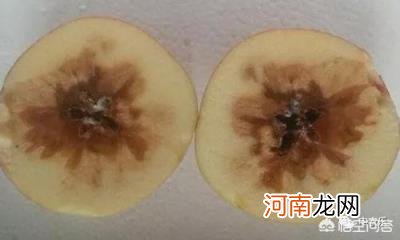 食心虫 如何预防苹果霉心病和食心虫？