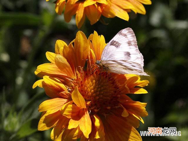 晚上梦见亲人死了是什么意思 晚上梦见亲人死了是什么意思周公解梦