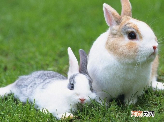 属兔2016年感情运势 属兔的今年感情运势