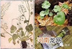 芥末是什么做的 做什么菜放芥末更好吃入味？