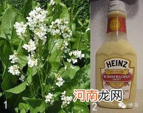 芥末是什么做的 做什么菜放芥末更好吃入味？