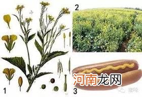 芥末是什么做的 做什么菜放芥末更好吃入味？