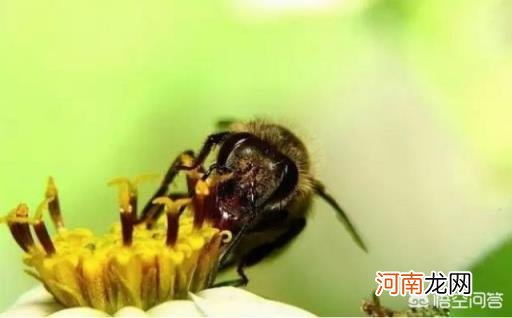 蜜蜂怕什么怎么驱赶 养蜂时怎样才能驱除黑蜂？