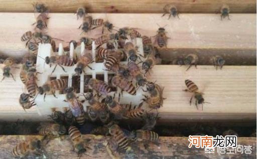 蜜蜂怕什么怎么驱赶 养蜂时怎样才能驱除黑蜂？
