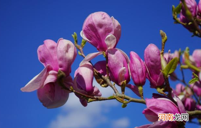 紫薇今日运势 紫薇今日运势查询