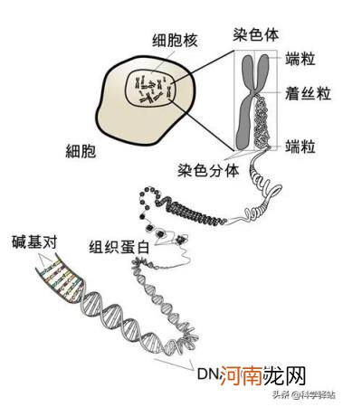 陈俊443岁照片 人的寿命能达到444岁？