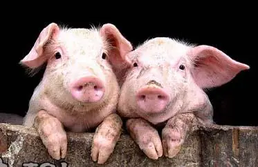 一头育肥猪到出栏吃多少饲料 一头猪到出栏需要多少饲料
