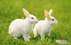 属兔人每月运势 属兔人每月运势2022