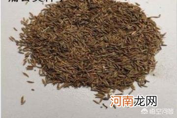 蒲公英长什么样子图片 怎样识别野菜蒲公英？有谁知道吗？