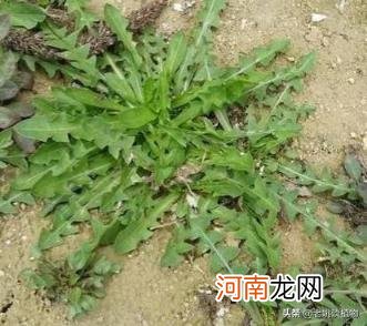 蒲公英长什么样子图片 怎样识别野菜蒲公英？有谁知道吗？