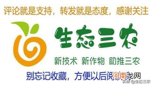 蒲公英长什么样子图片 怎样识别野菜蒲公英？有谁知道吗？