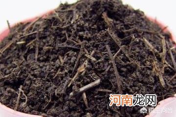 蒲公英长什么样子图片 怎样识别野菜蒲公英？有谁知道吗？