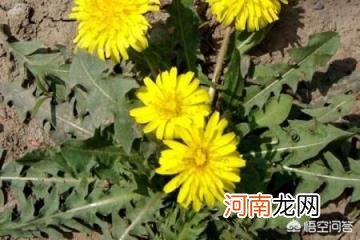 蒲公英长什么样子图片 怎样识别野菜蒲公英？有谁知道吗？