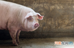2015年属猪人的运势 属猪人2015年运势运程