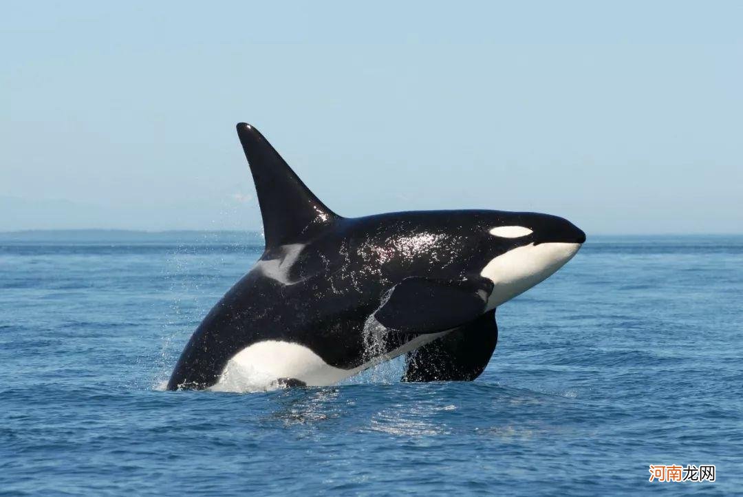 鲸鱼跟鲨鱼有什么区别 海豚和鲸鱼的区别
